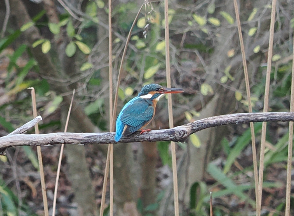 「姿見の池」のカワセミ