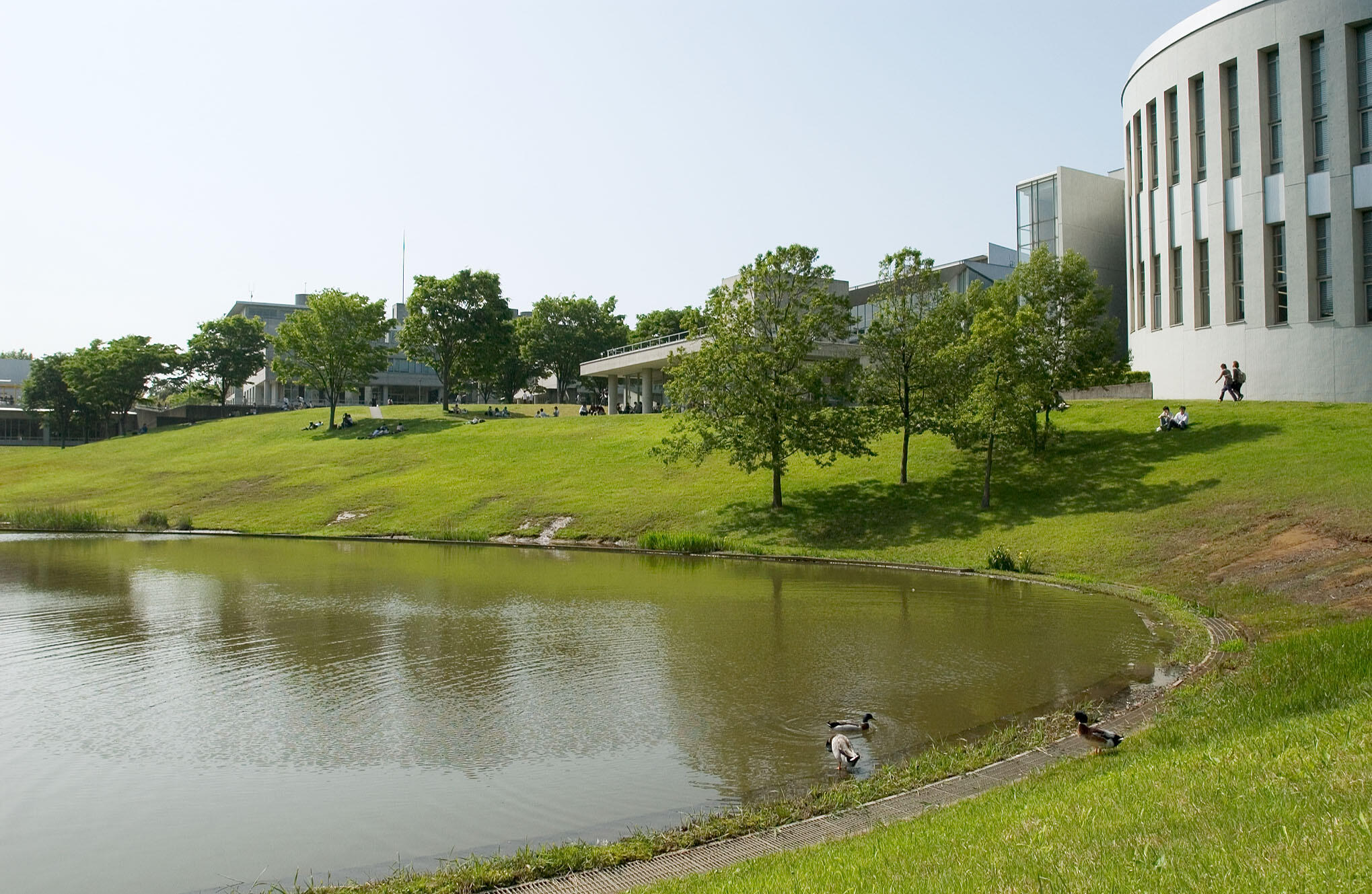 アイガモ移住計画顛末 ー鴨池にアイガモの新入生が入学しましたー